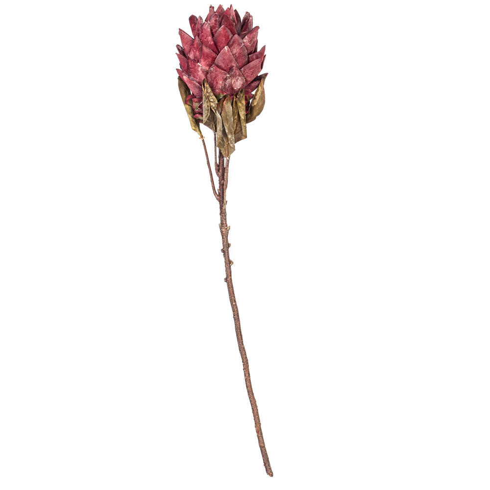 Vickerman 30.5" Dried Protea Stem, 2 per Bag