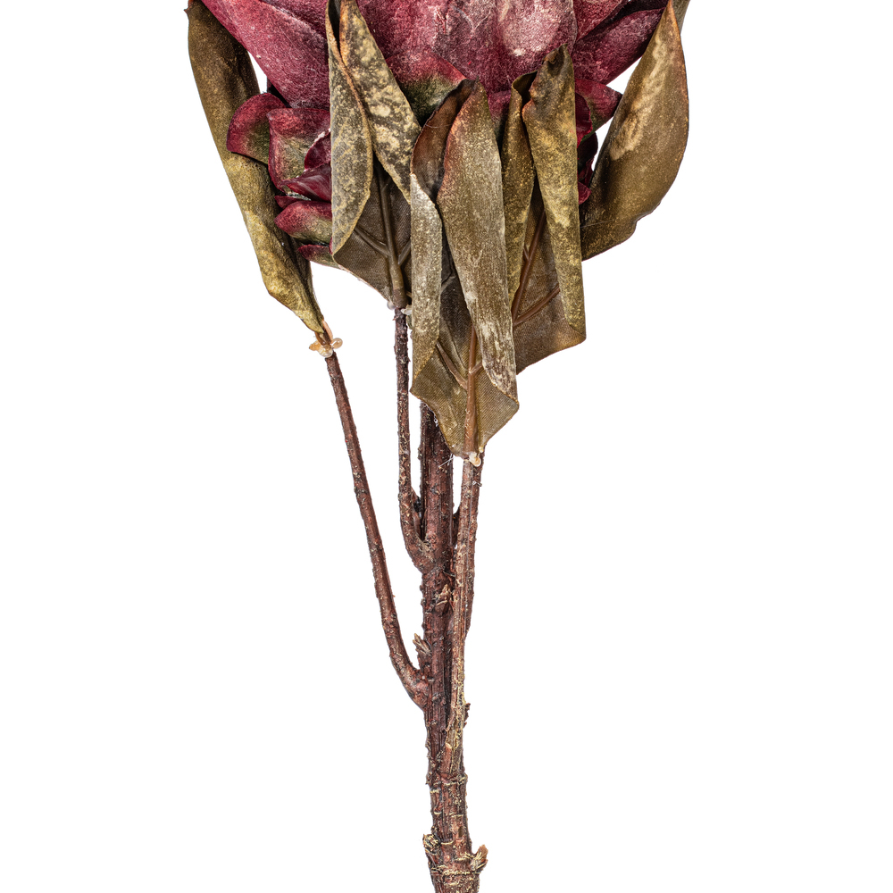 Vickerman 30.5" Dried Protea Stem, 2 per Bag