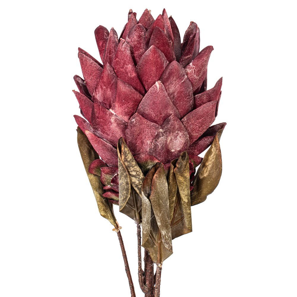 Vickerman 30.5" Dried Protea Stem, 2 per Bag