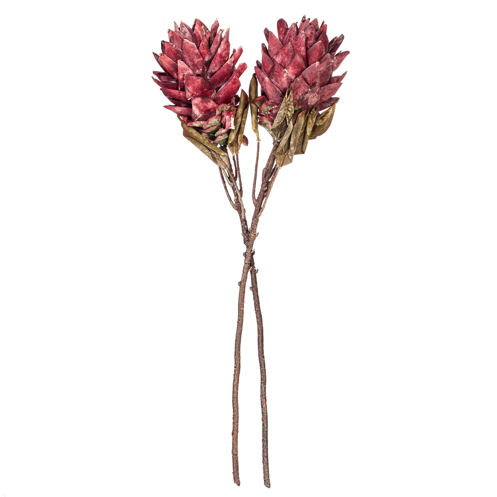 Vickerman 30.5" Dried Protea Stem, 2 per Bag