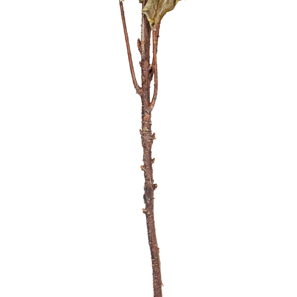 Vickerman 30.5" Dried Protea Stem, 2 per Bag