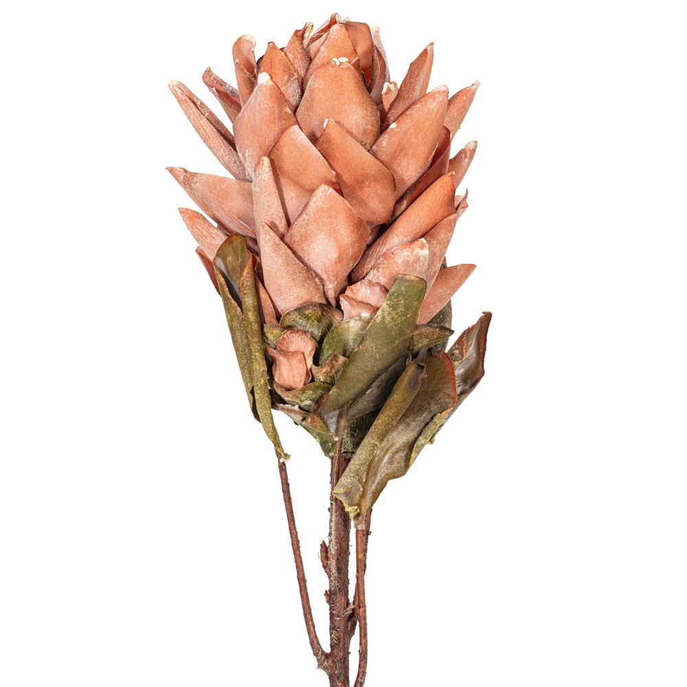 Vickerman 30.5" Dried Protea Stem, 2 per Bag