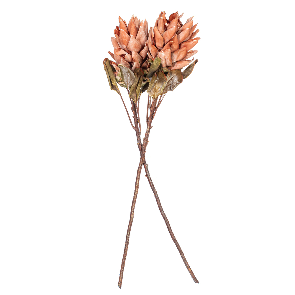 Vickerman 30.5" Dried Protea Stem, 2 per Bag