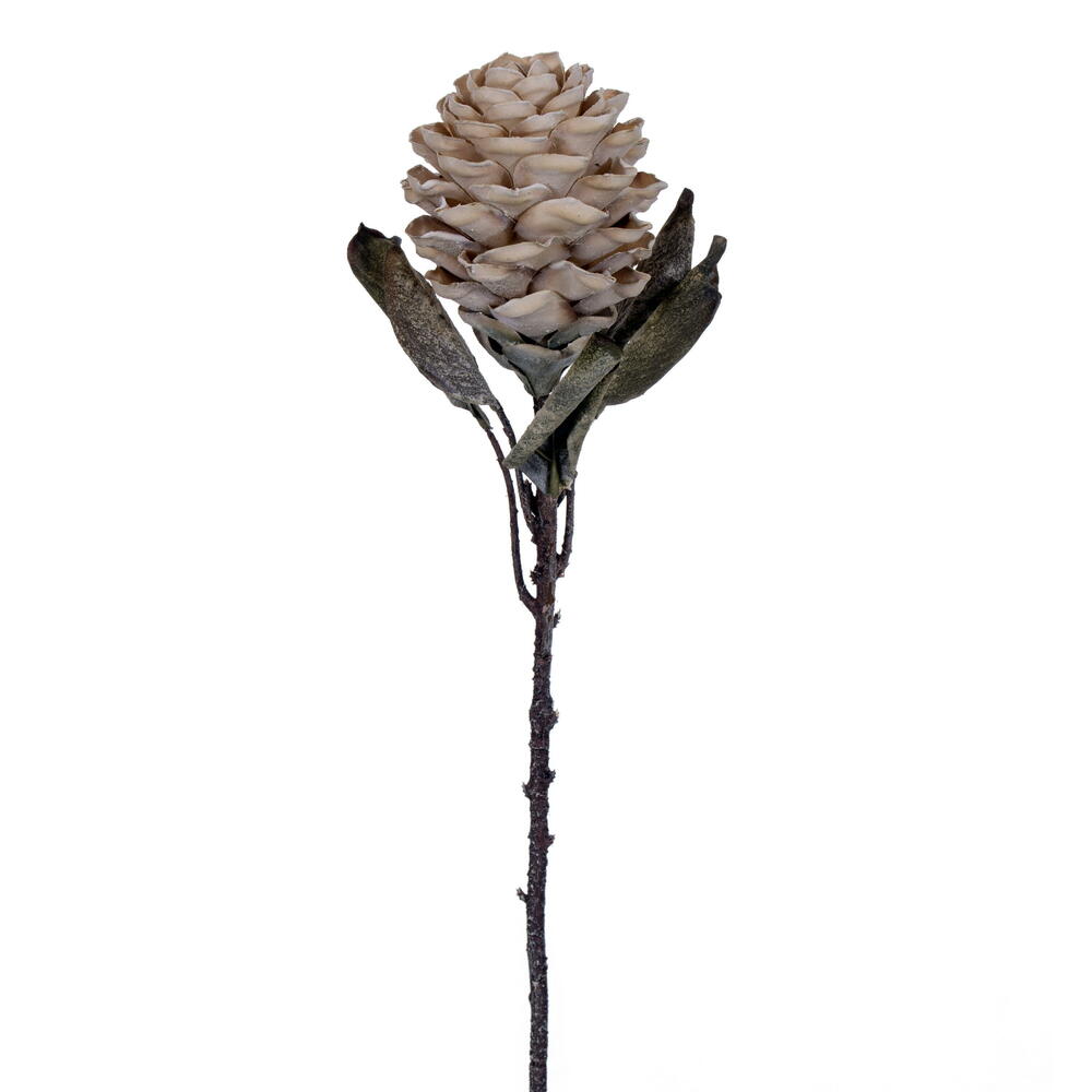 Vickerman 22"  Dried Ginger Stem, 3 per bag