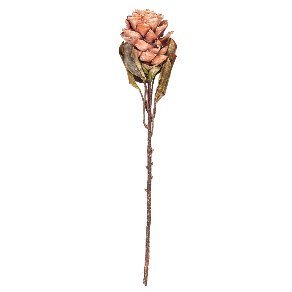 Vickerman 22"  Dried Ginger Stem, 3 per bag
