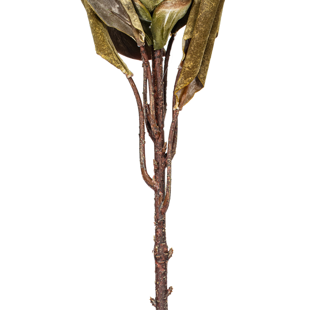 Vickerman 22"  Dried Ginger Stem, 3 per bag
