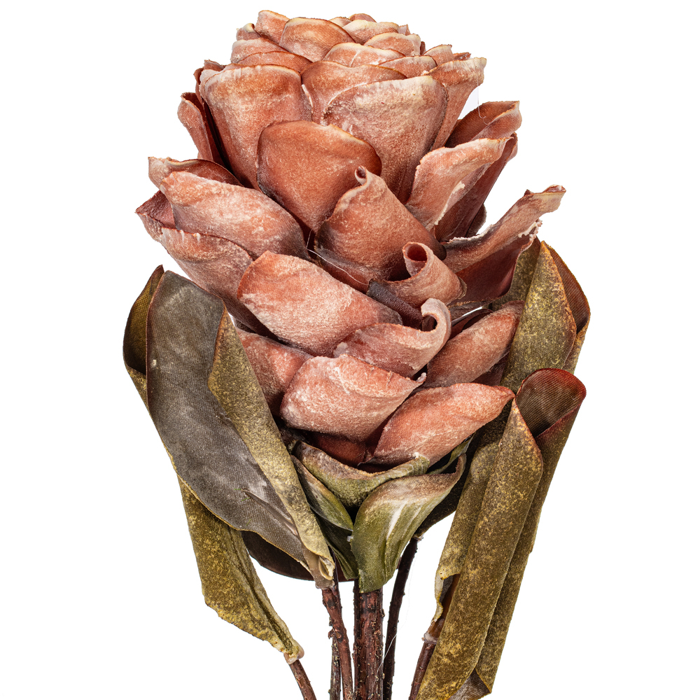 Vickerman 22"  Dried Ginger Stem, 3 per bag