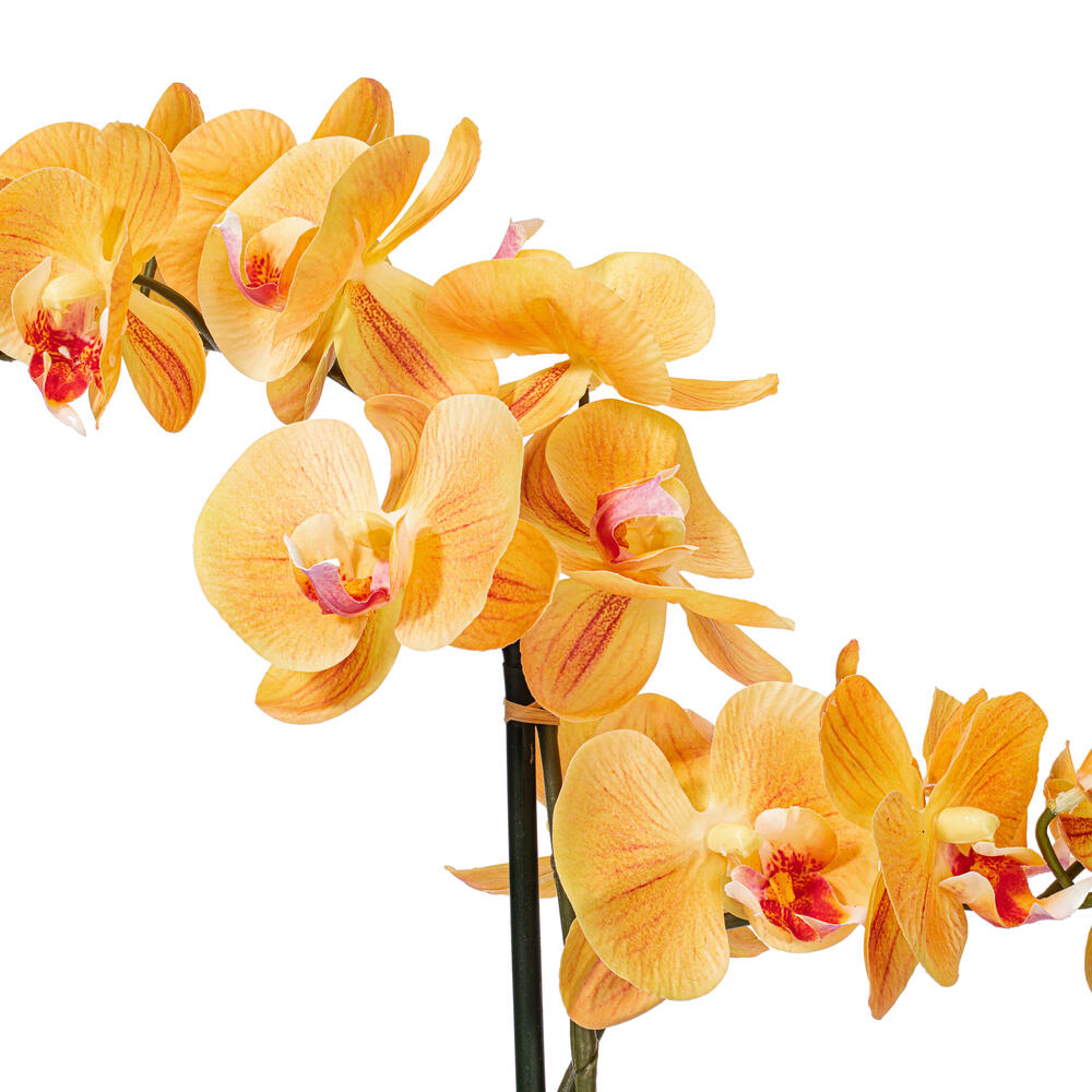 Vickerman 22" Artificial Potted Real Touch Phalaenopsis