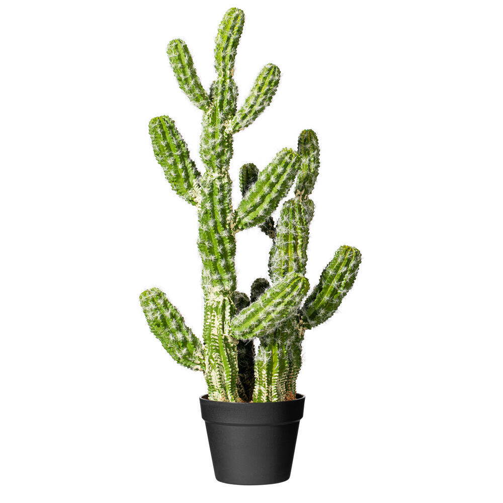 Cereus Cactus