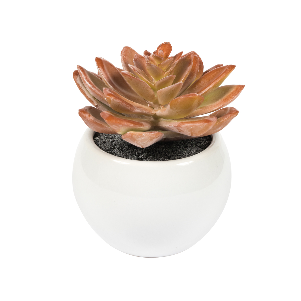 5" Green/Red/Gray Succulent Wht Pot Set3