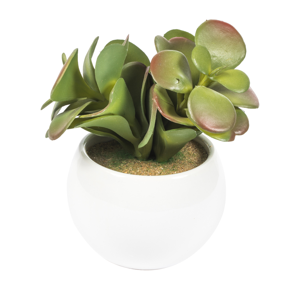 5" Green/Red/Gray Succulent Wht Pot Set3