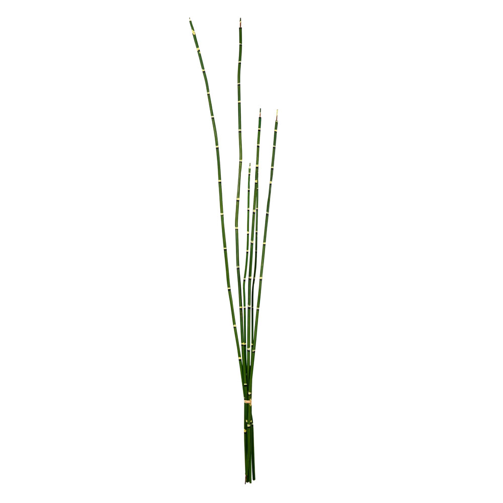Horsetail