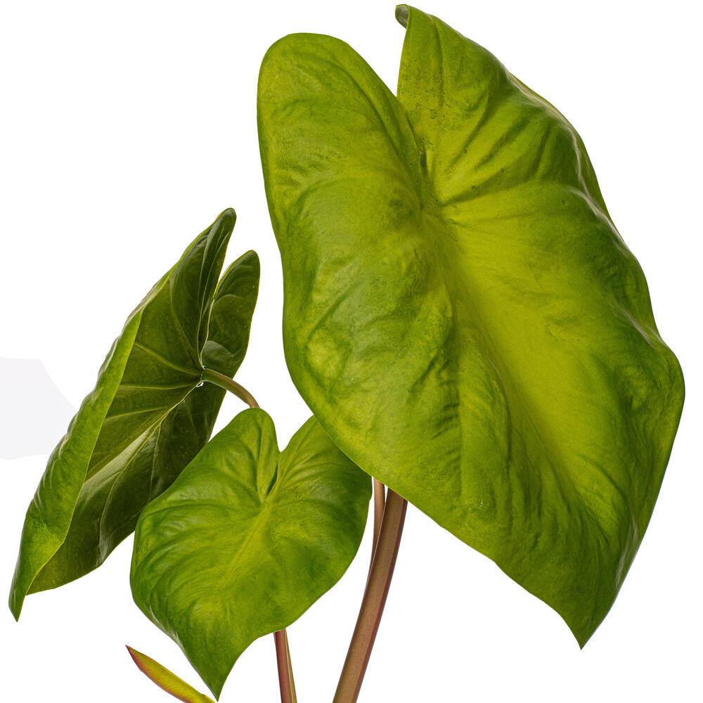 Vickerman Artificial Alocasia Potted Plant