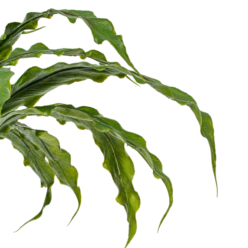 13" Green Bird Nest Fern Bush