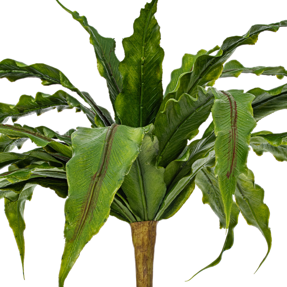 13" Green Bird Nest Fern Bush