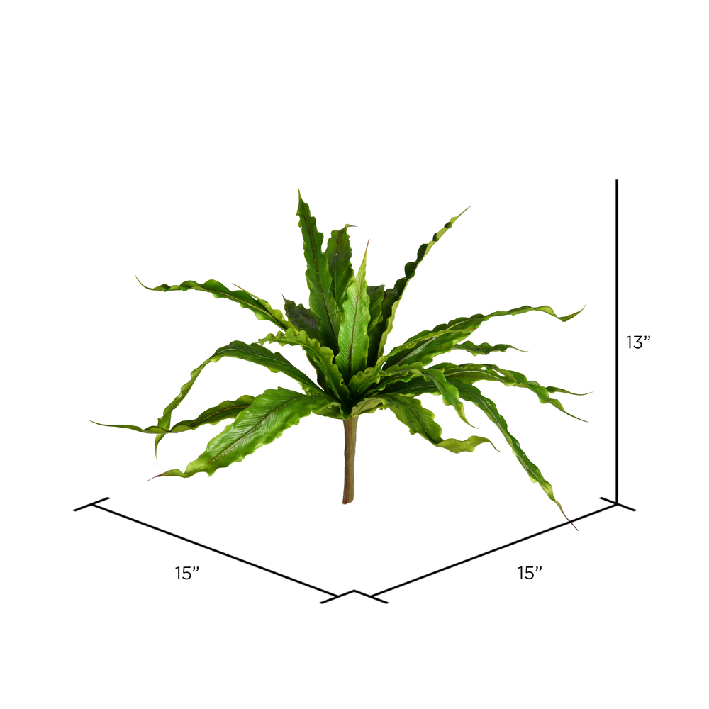 13" Green Bird Nest Fern Bush