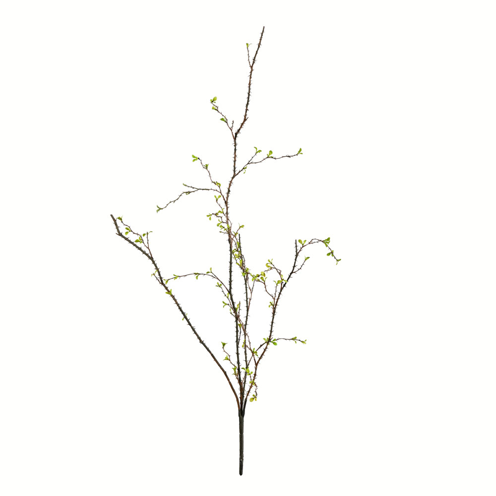 Branches