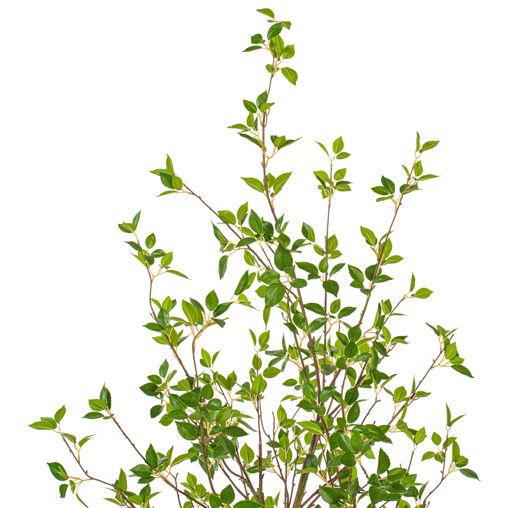 Vickerman Artificial Potted Baby Leaf Tree