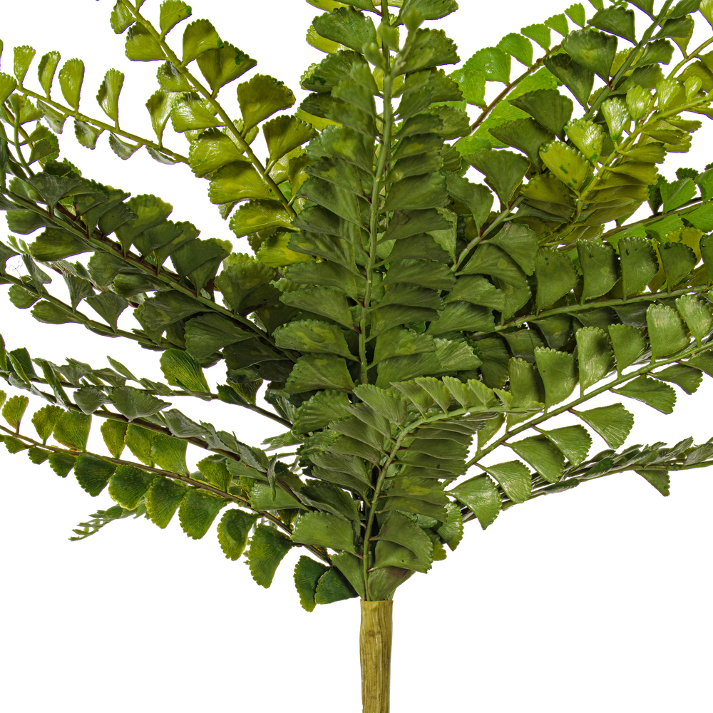 16" Maiden Fern Bush UV