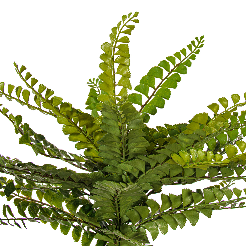 16" Maiden Fern Bush UV