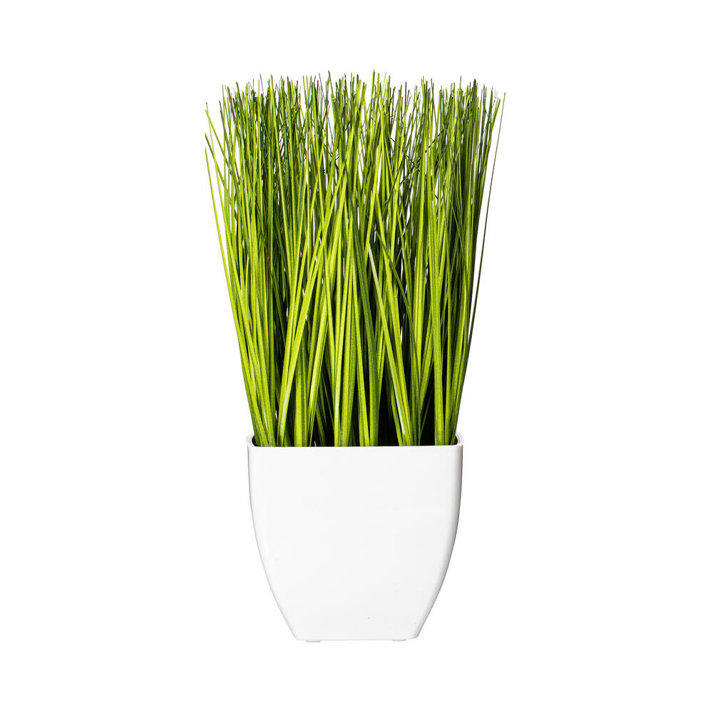 Grass