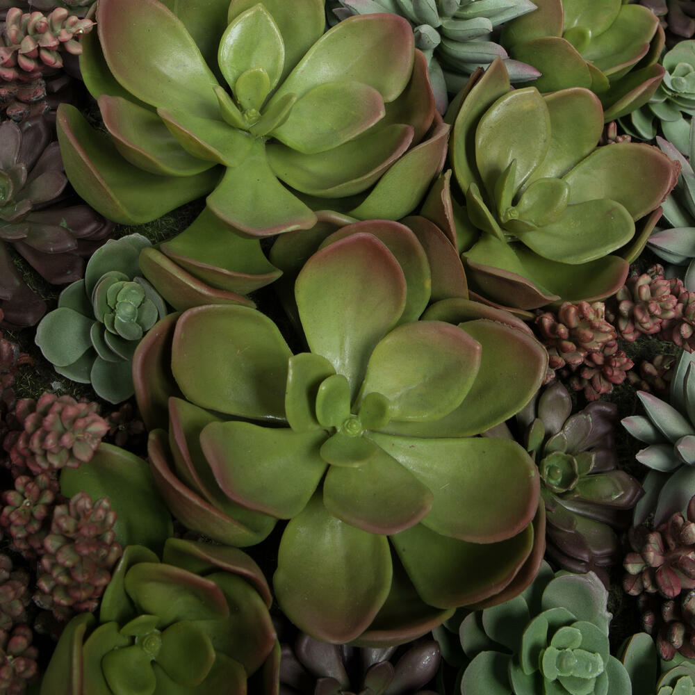 16.5" Multi-Colored Succulent Wall Arran