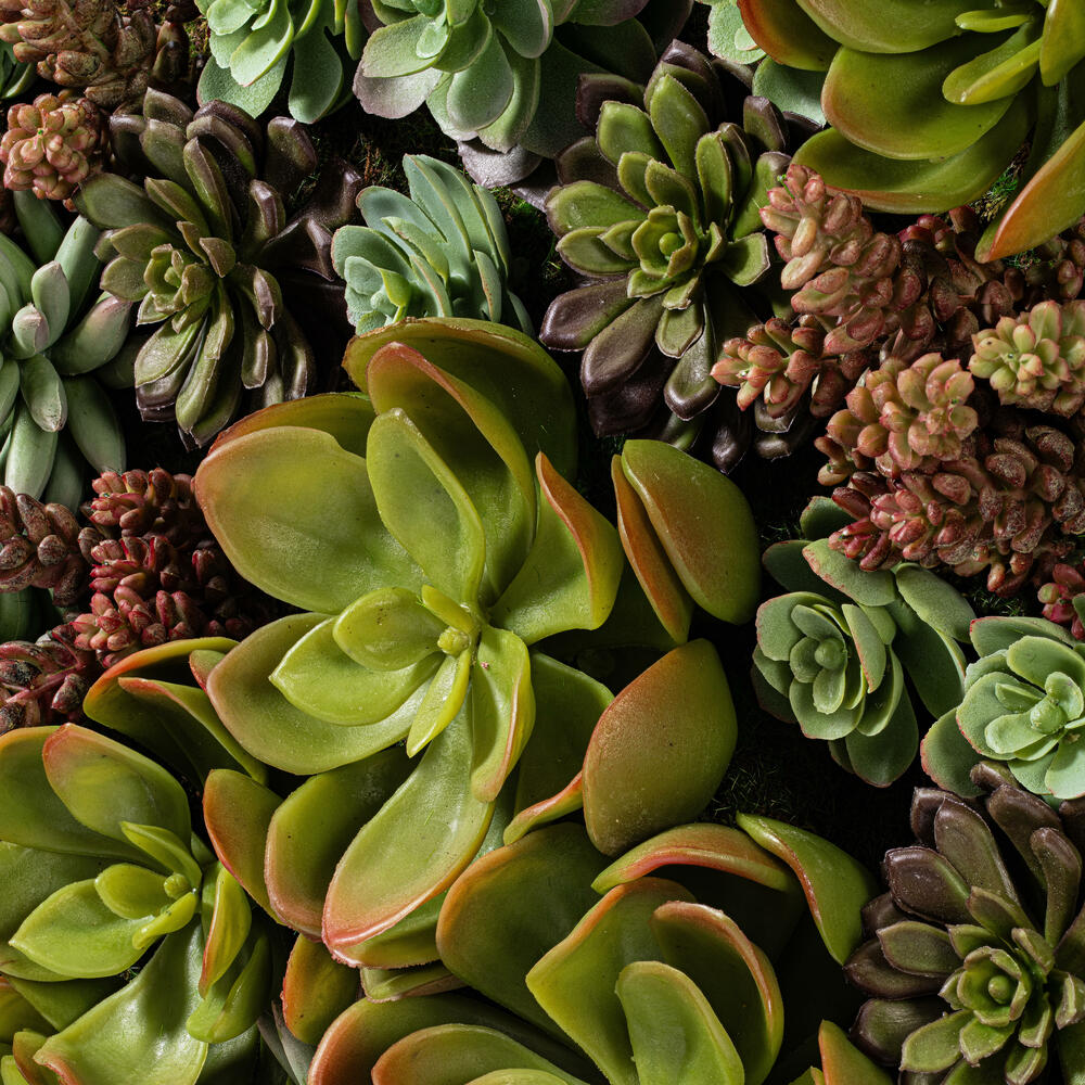 16.5" Multi-Colored Succulent Wall Arran