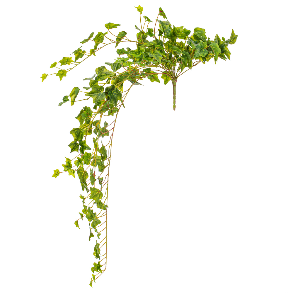 Green Ivy