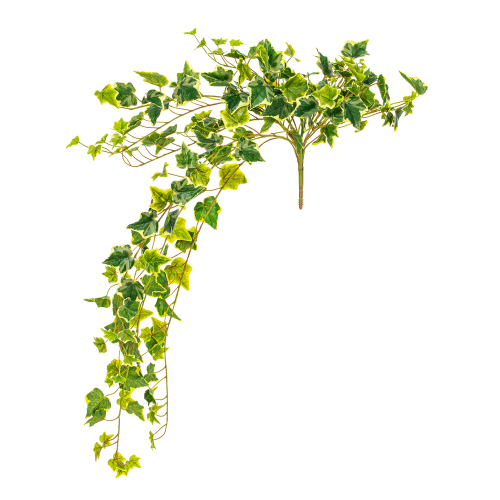 Varigated Ivy