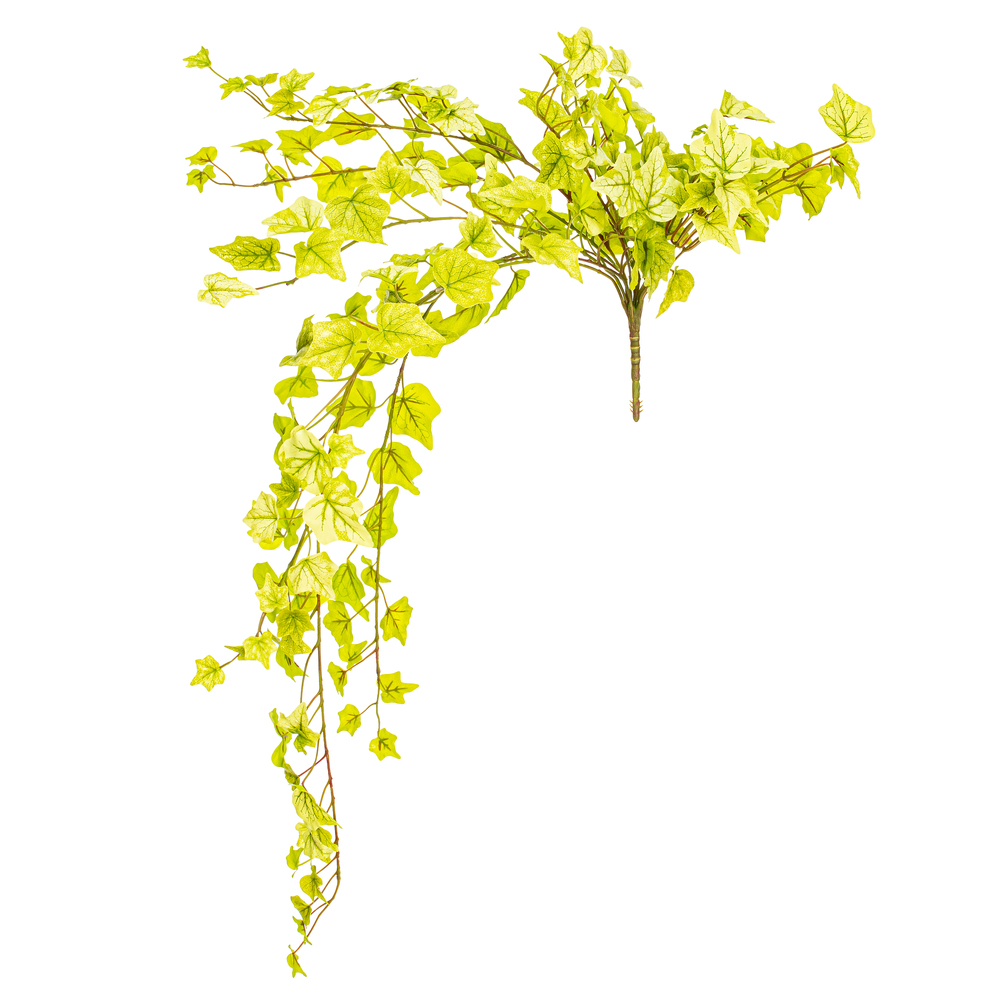 Light Green Ivy