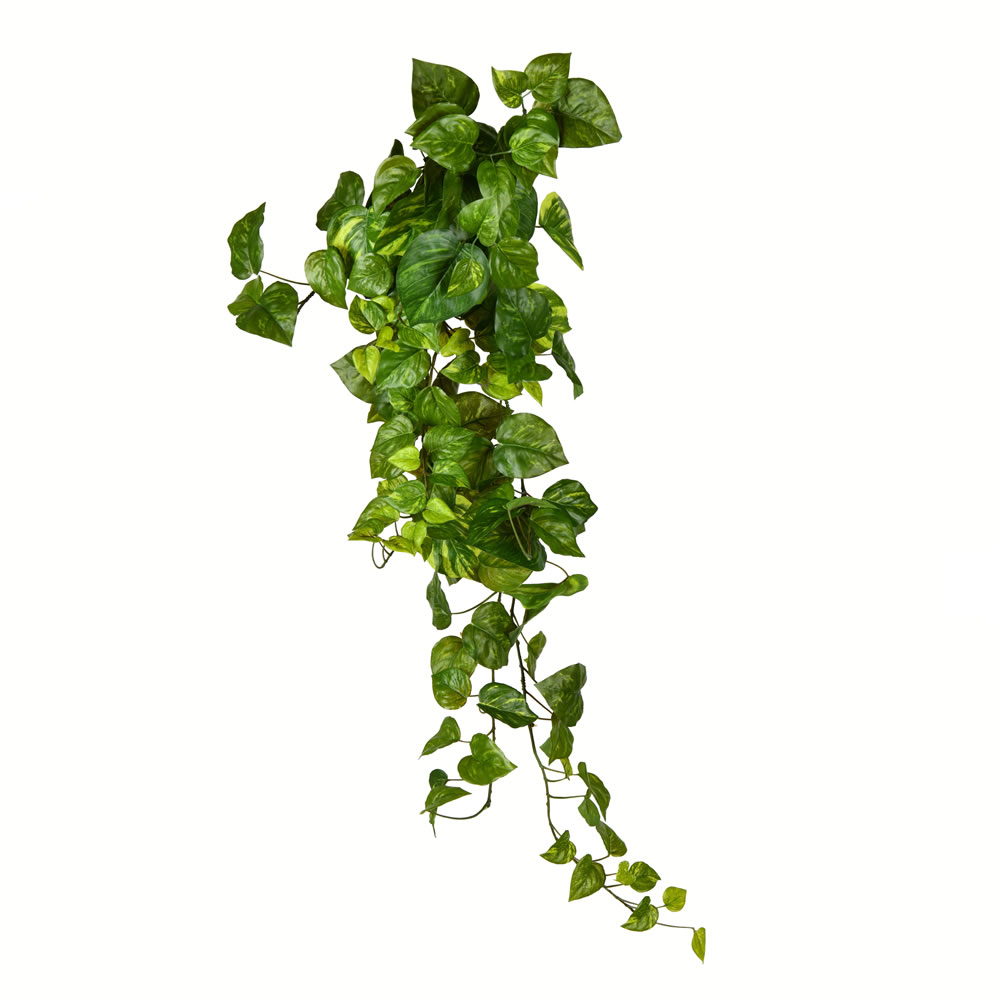 Pothos