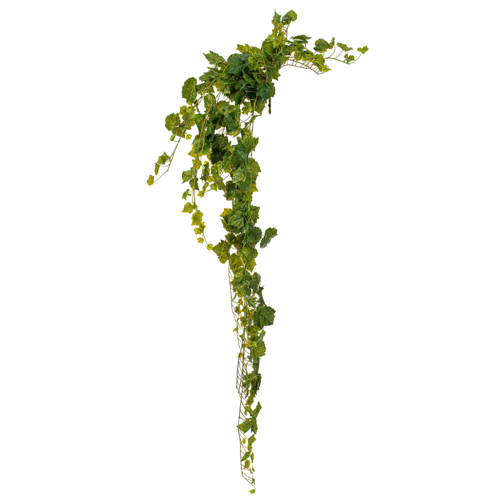 Green Grape Leaf Ivy