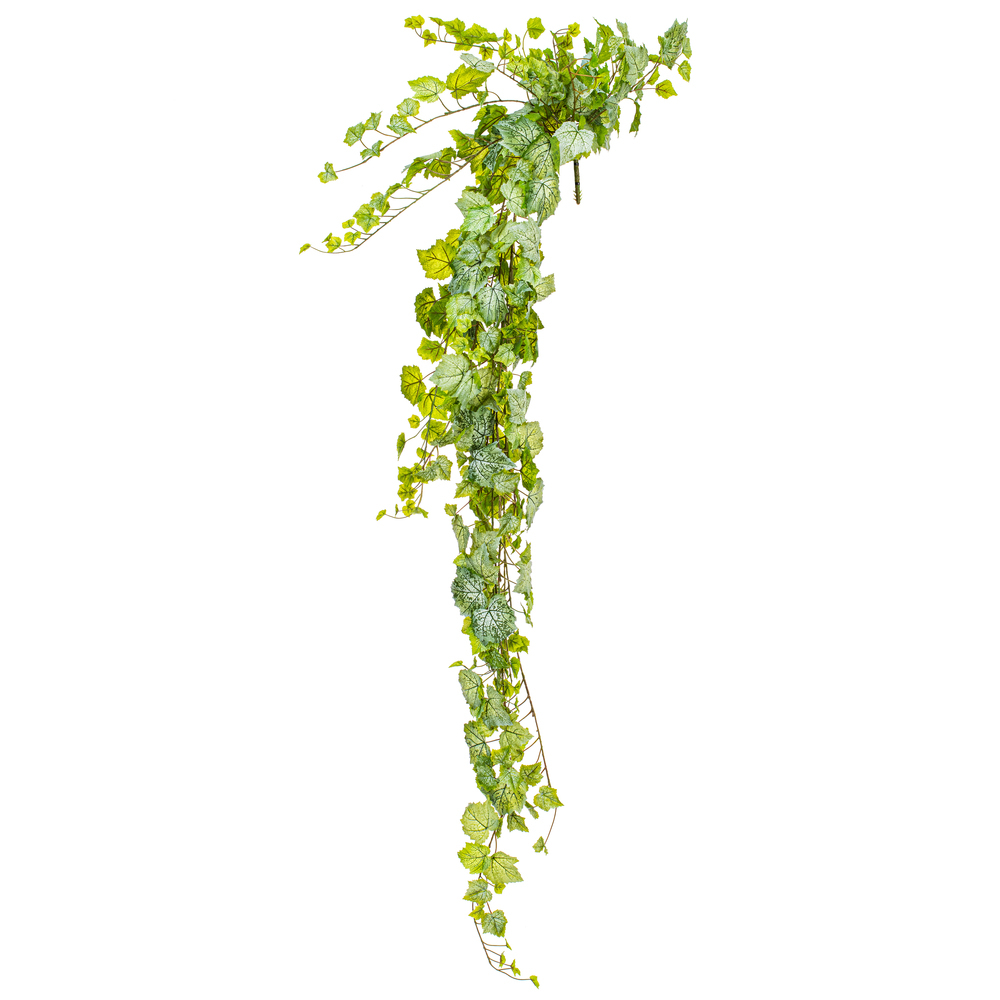 Grape Leaf Ivy