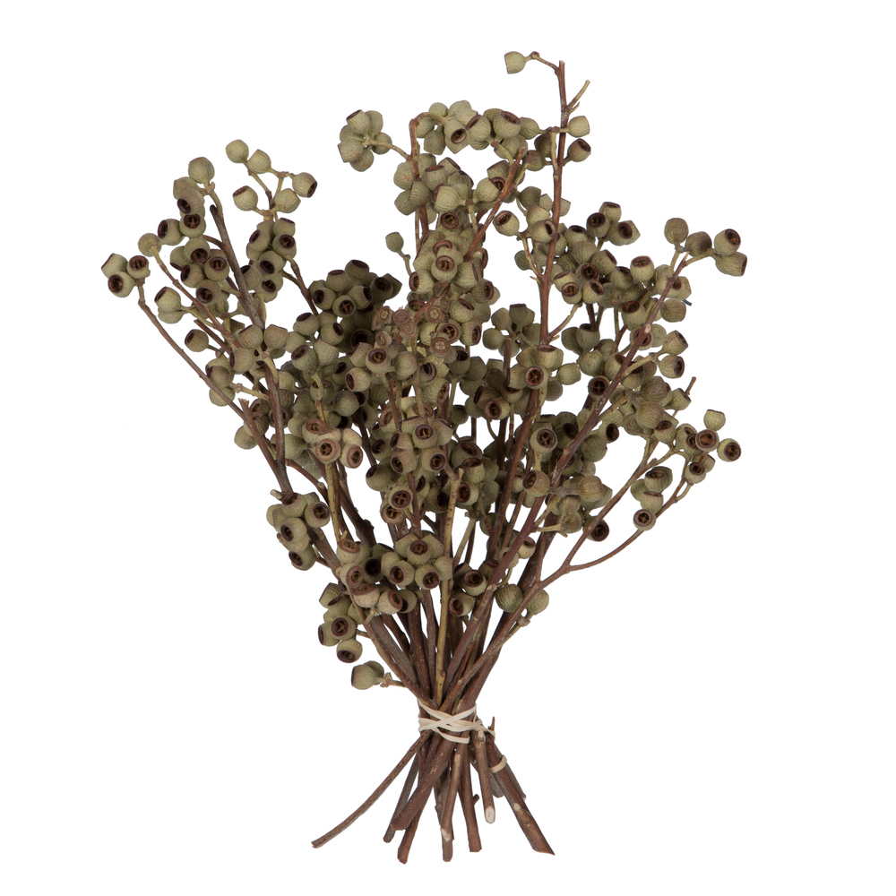 Vickerman Natural Botanicals 14" x 1-3" Ambernut Branch