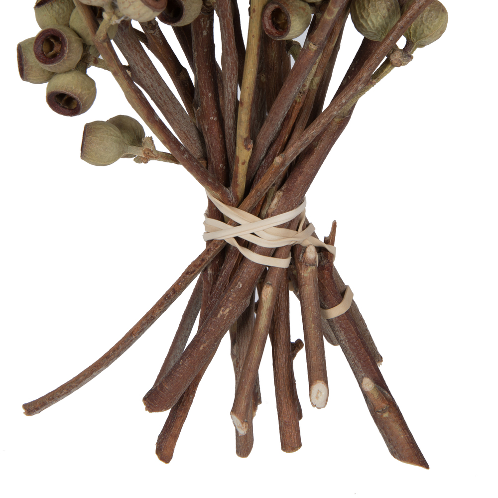Vickerman Natural Botanicals 14" x 1-3" Ambernut Branch