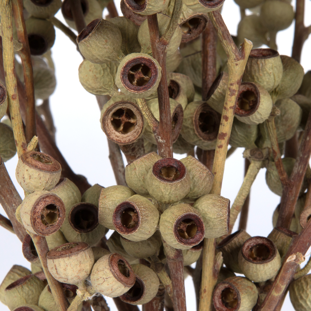 Vickerman Natural Botanicals 14" x 1-3" Ambernut Branch