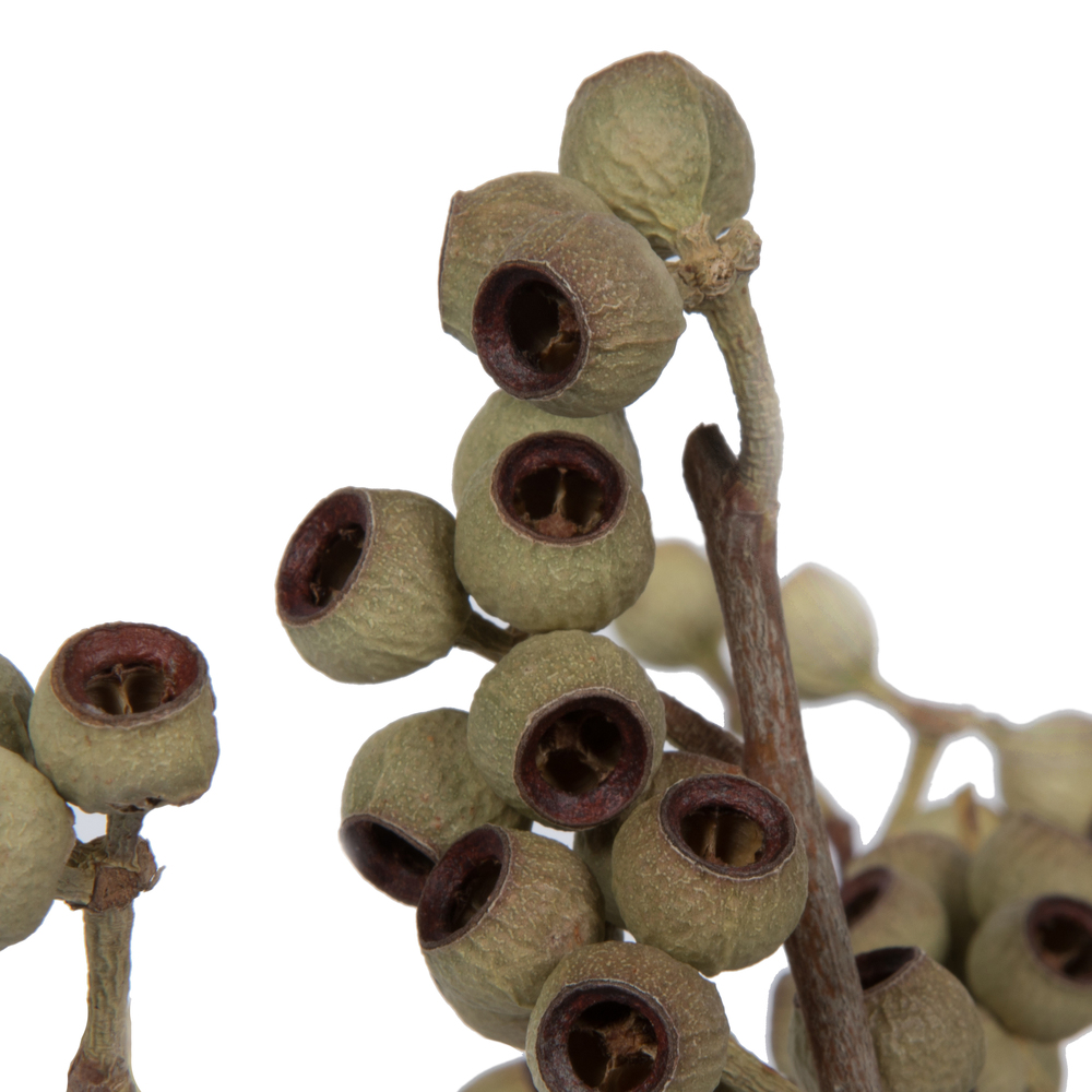 Vickerman Natural Botanicals 14" x 1-3" Ambernut Branch