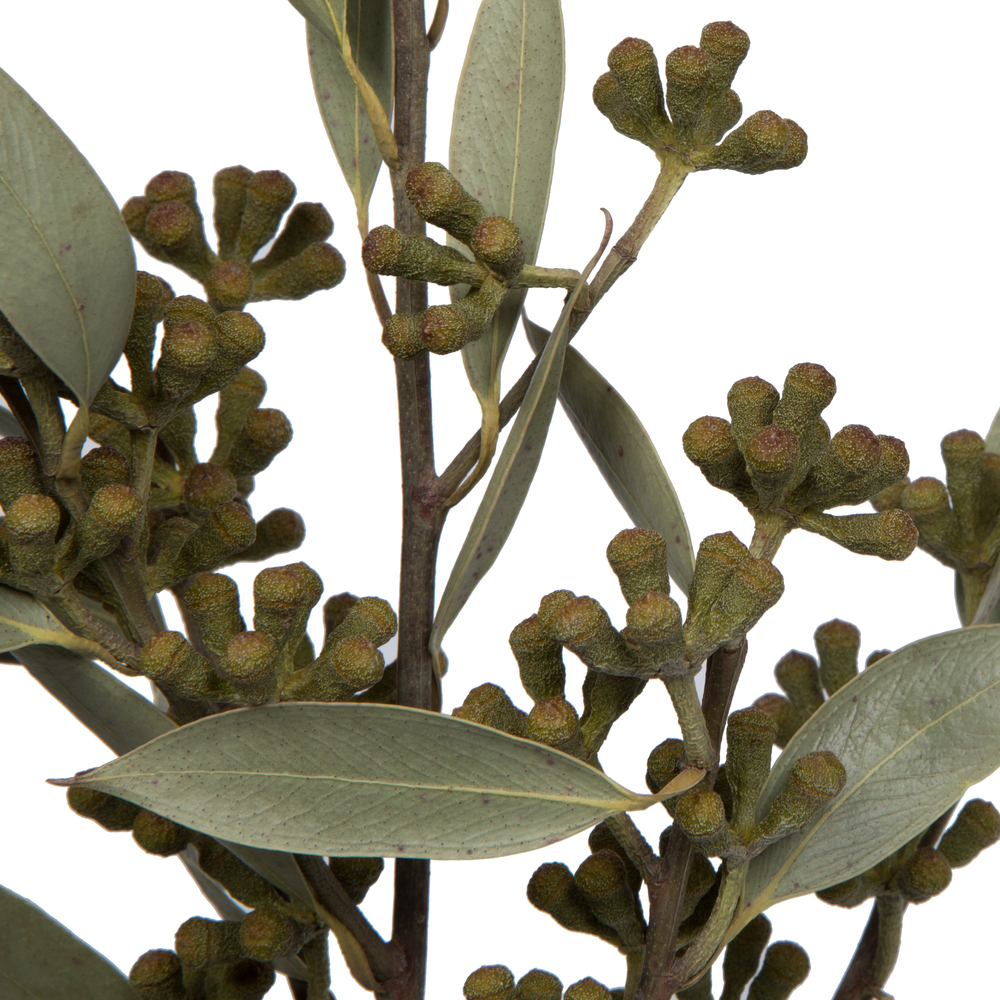 Vickerman Natural Botanicals 15-17" x 8" Amber Fruit Foliage