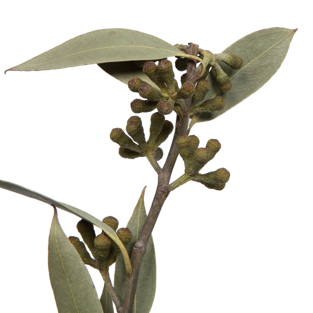 Vickerman Natural Botanicals 15-17" x 8" Amber Fruit Foliage