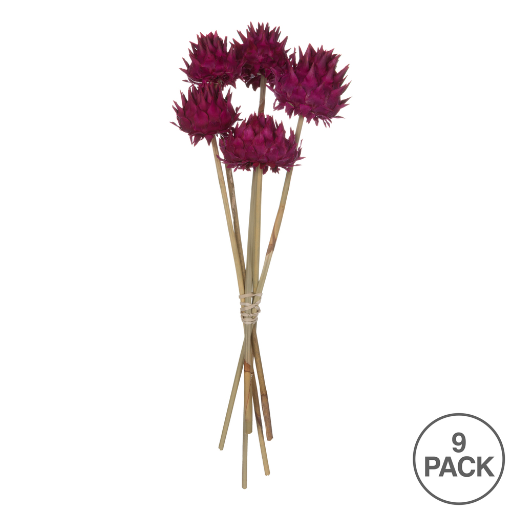 Vickerman Natural Dried Artichoke Head attached to a Reed Stem, Dried