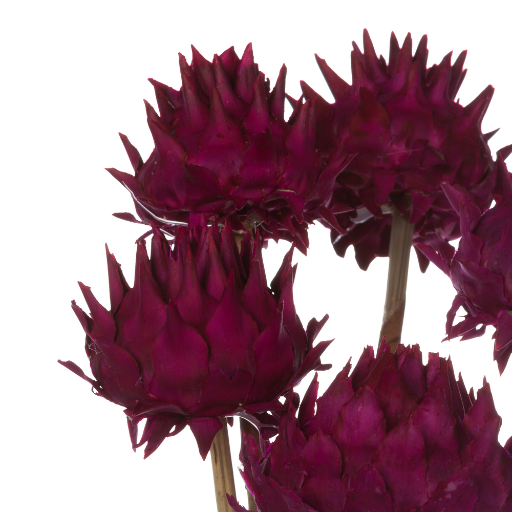 Vickerman Natural Dried Artichoke Head attached to a Reed Stem, Dried