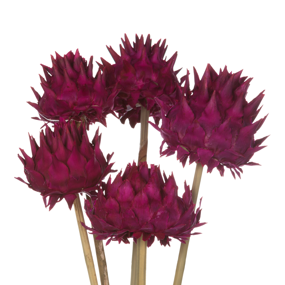 Vickerman Natural Dried Artichoke Head attached to a Reed Stem, Dried