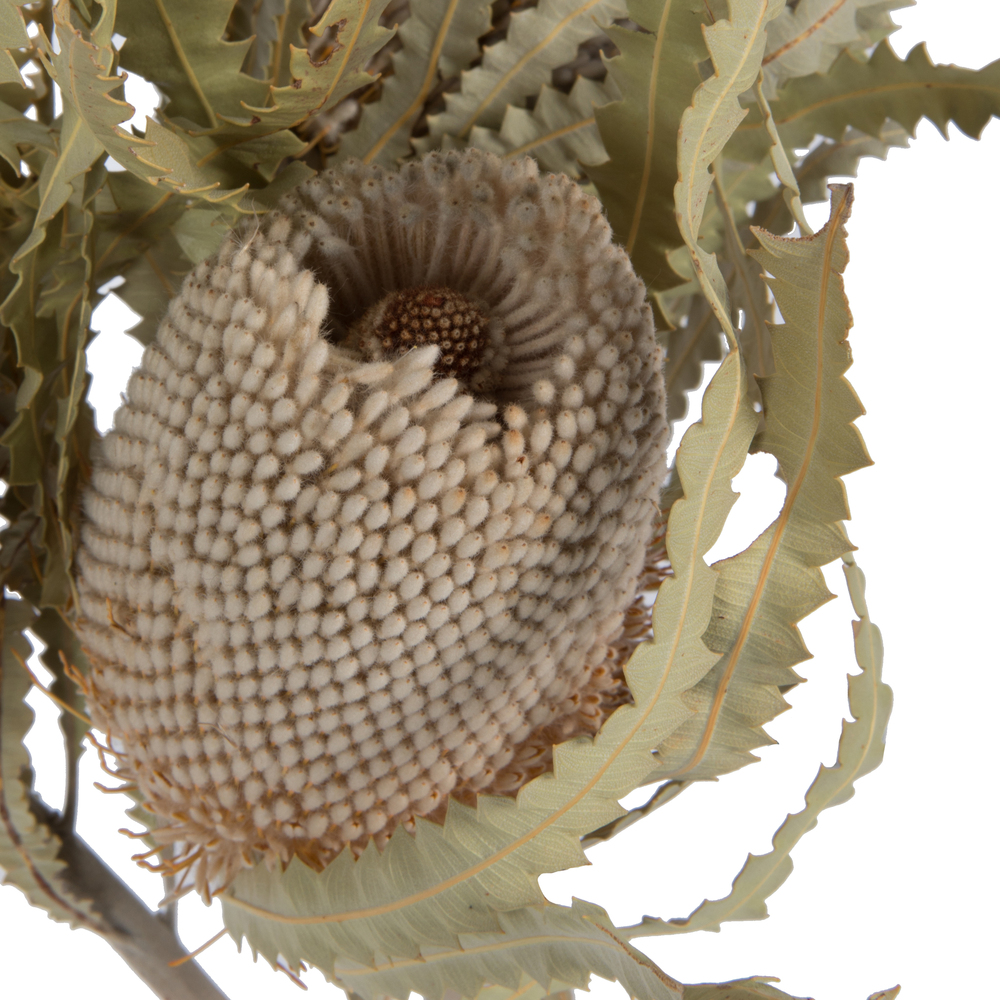 Vickerman Banksia Menziesii, Dried