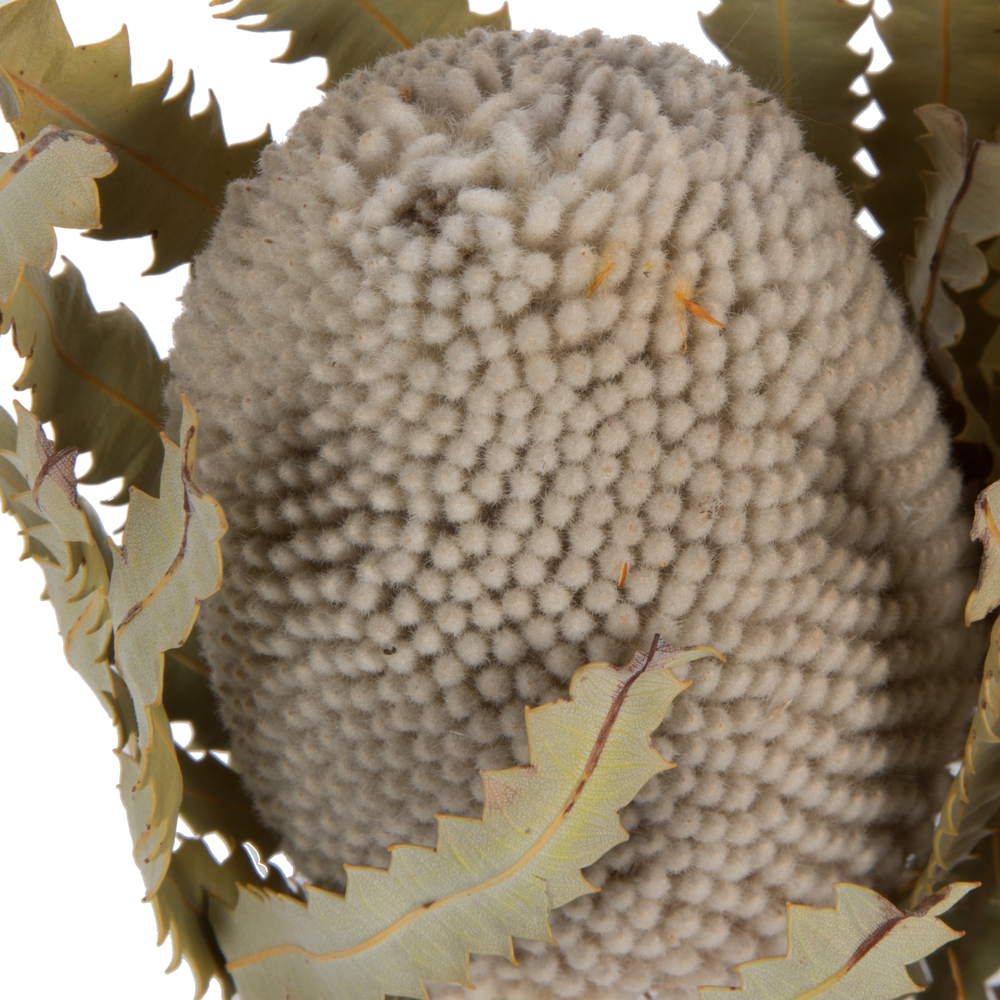 Vickerman Banksia Menziesii, Dried