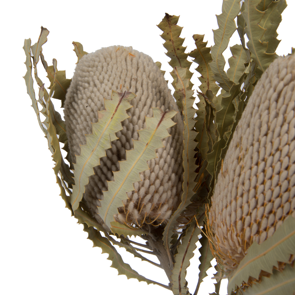 Vickerman Banksia Menziesii, Dried