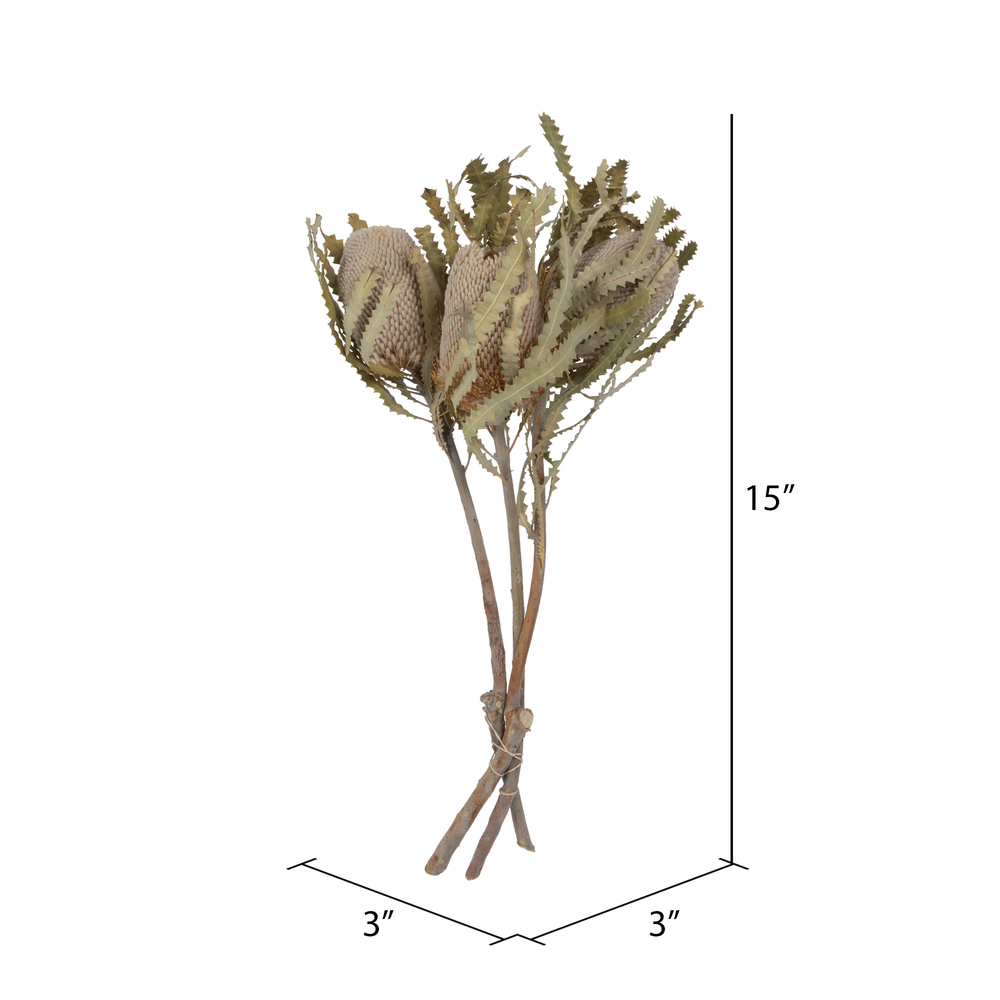 Vickerman Banksia Menziesii, Dried