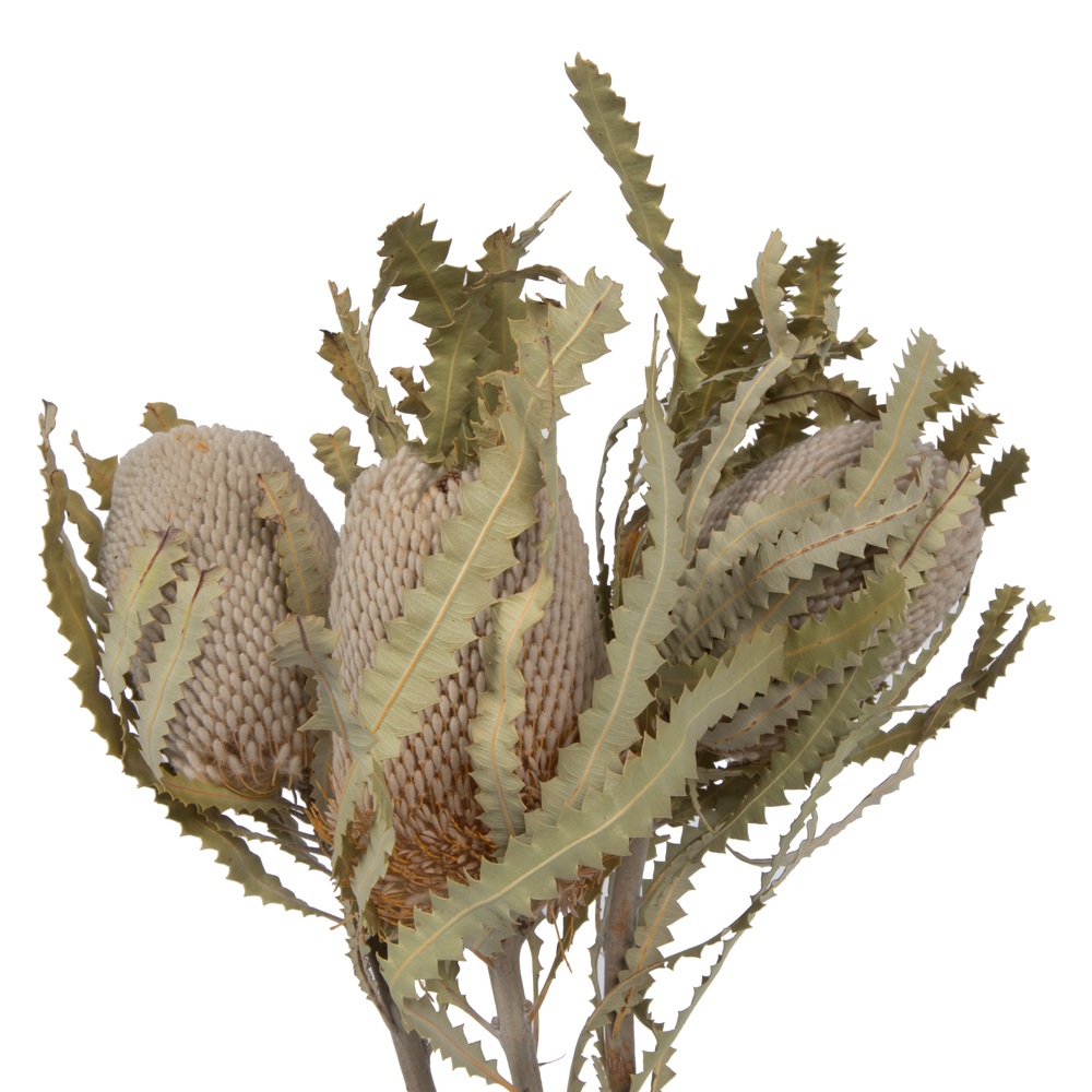 Vickerman Banksia Menziesii, Dried