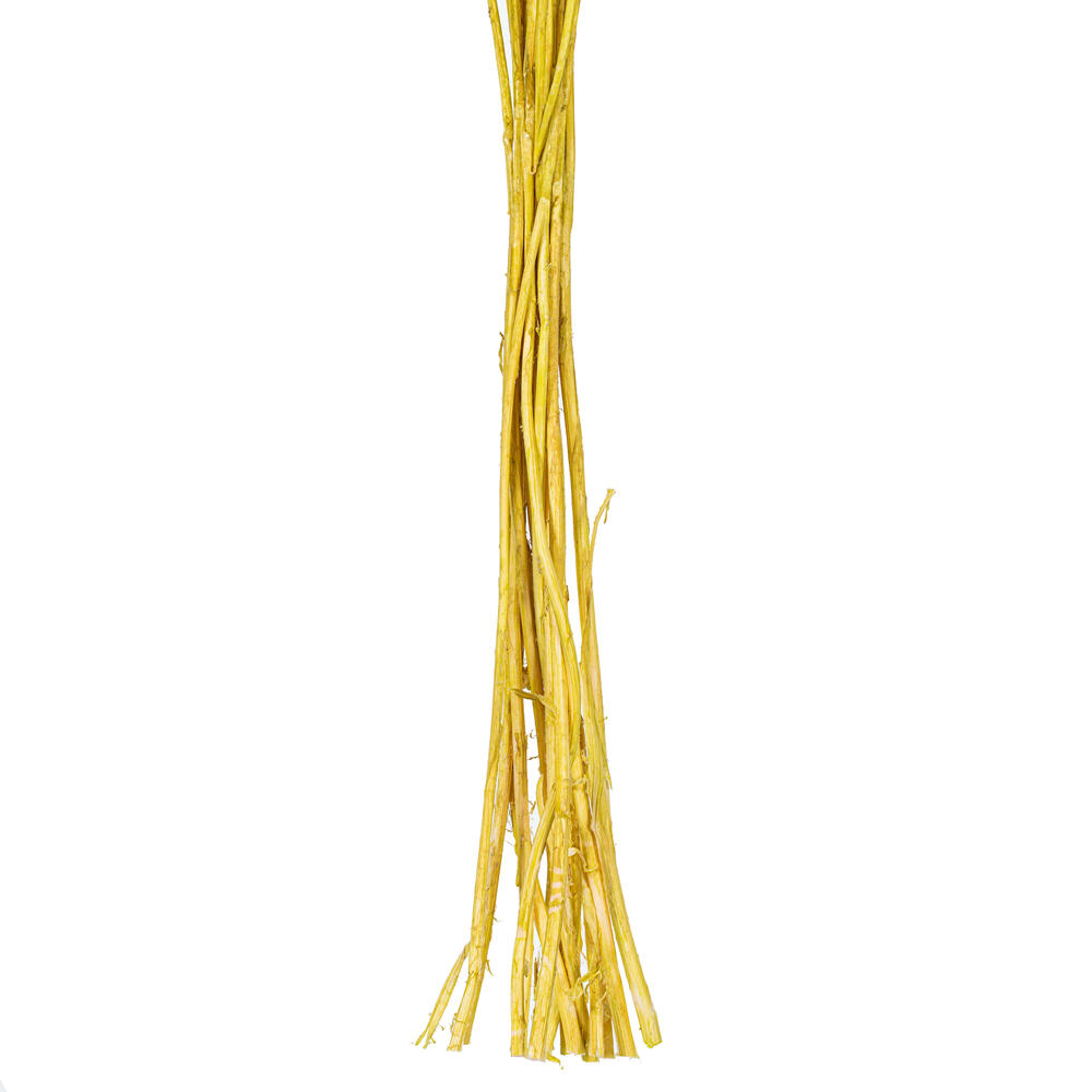Vickerman 16-20" Natural Dried Craspedia Bunch 1.75 oz