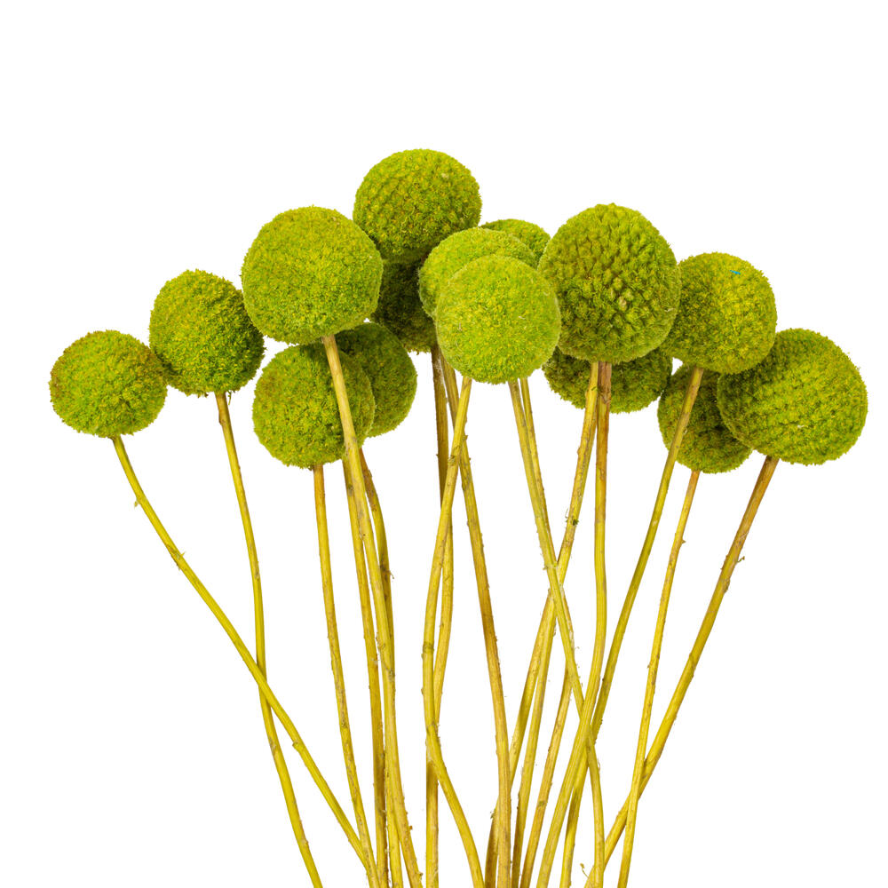 Vickerman 16-20" Natural Dried Craspedia Bunch 1.75 oz