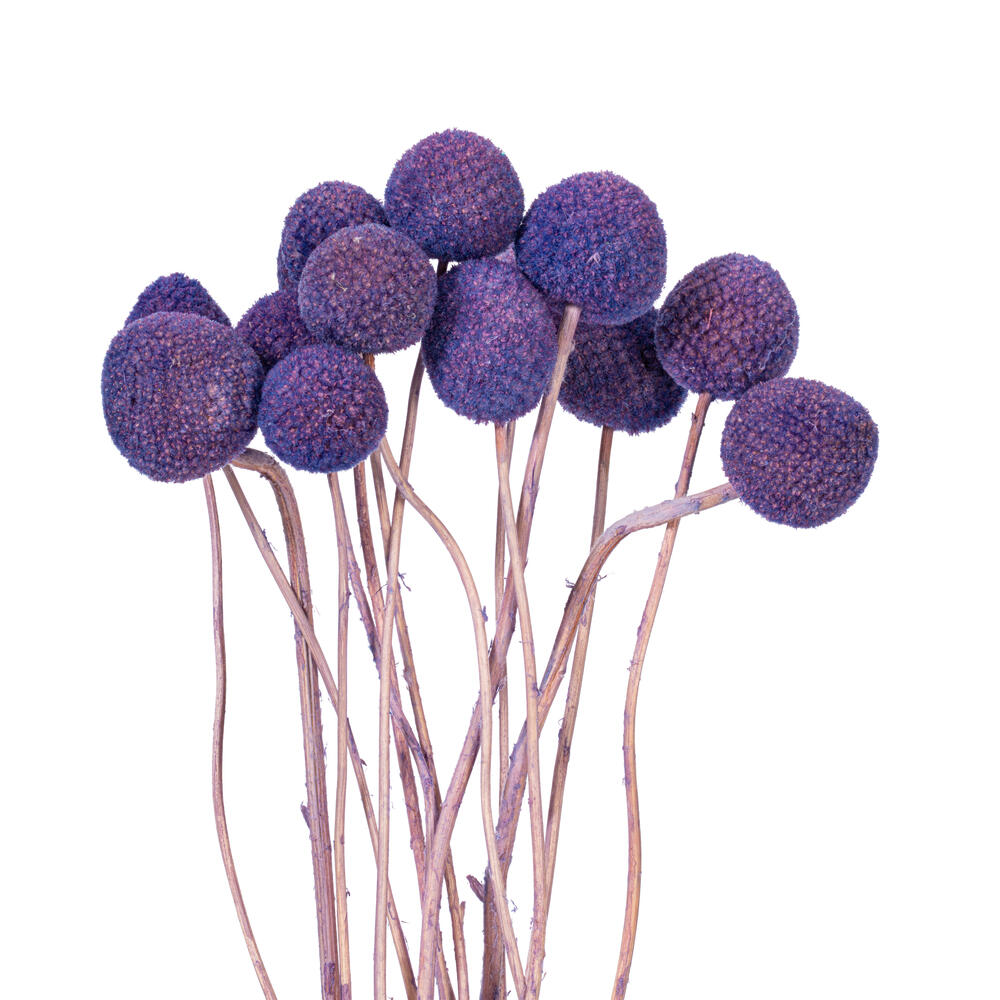 Vickerman 16-20" Natural Dried Craspedia Bunch 1.75 oz